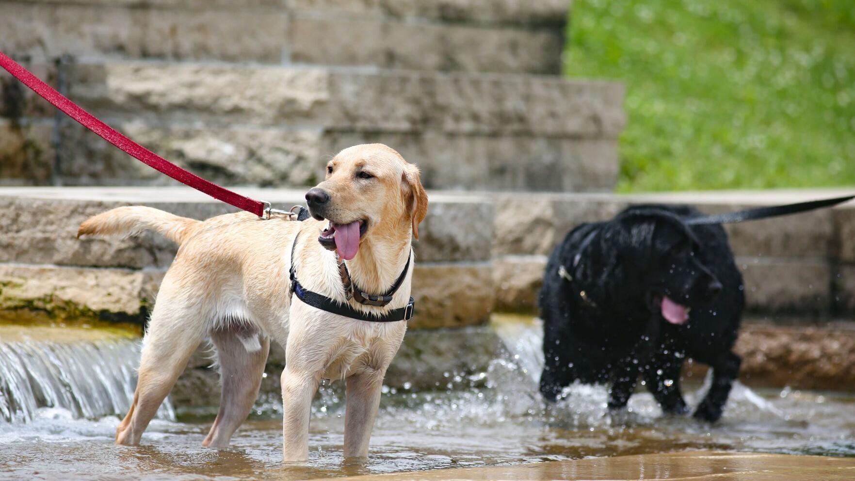 As summer begins in St. Louis, expect above-average temperatures